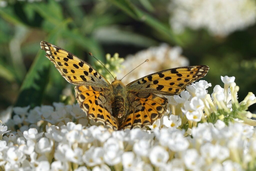 butterfly, butterfly bush, pollination-8035540.jpg